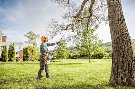 Best Commercial Tree Services  in Laguna Beach, CA