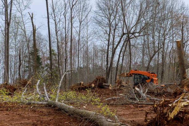  Laguna Beach, CA Tree Services Pros