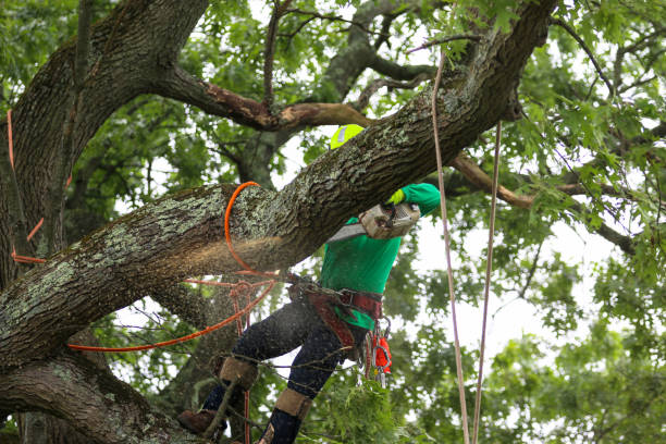 Best Utility Line Clearance  in Laguna Beach, CA