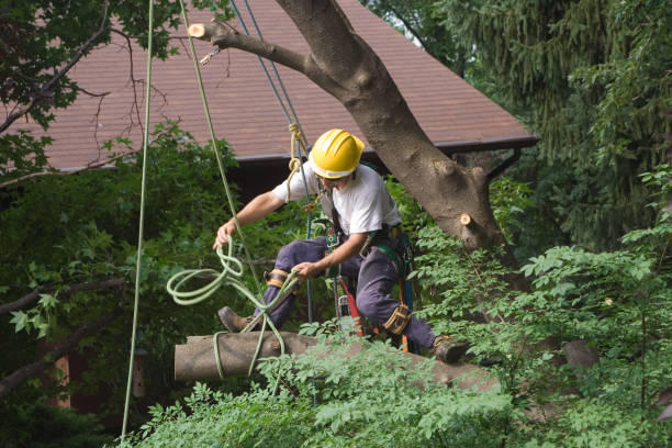 Best Tree Cabling and Bracing  in Laguna Beach, CA