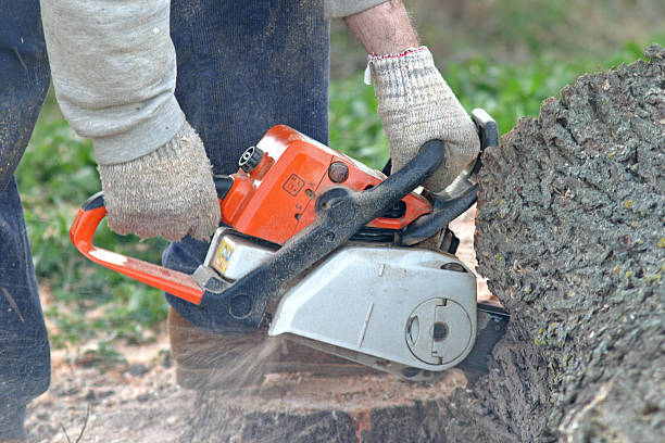 Best Fruit Tree Pruning  in Laguna Beach, CA