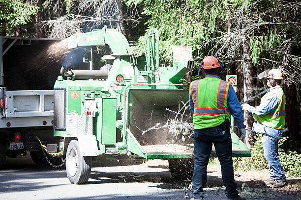 Best Tree Maintenance Programs  in Laguna Beach, CA