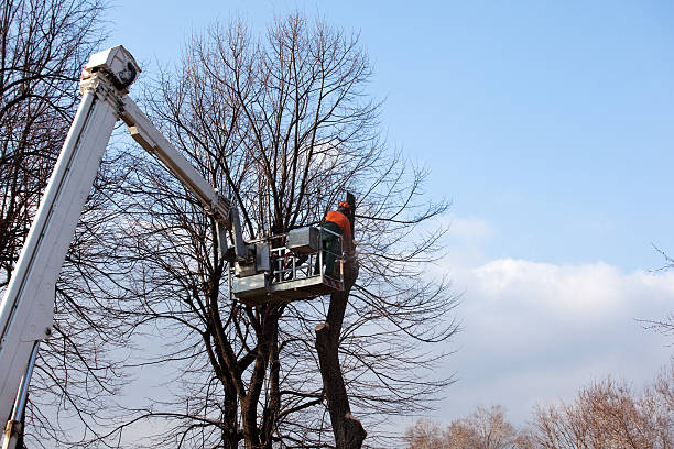 Reliable Laguna Beach, CA Tree Services Solutions