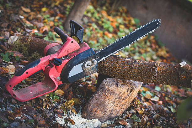 Leaf Removal in Laguna Beach, CA