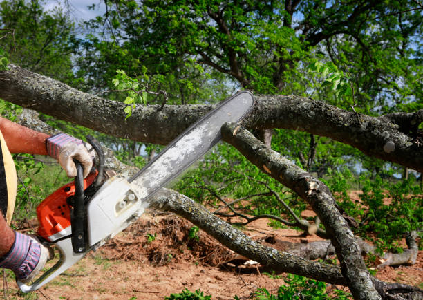 How Our Tree Care Process Works  in  Laguna Beach, CA